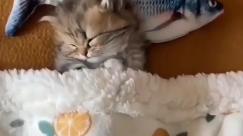 Cat sleeping in bed ,cat sleep pose
