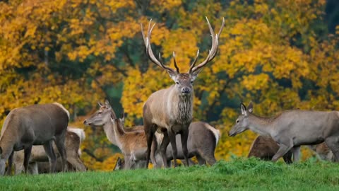 Deer Rutting season Antler