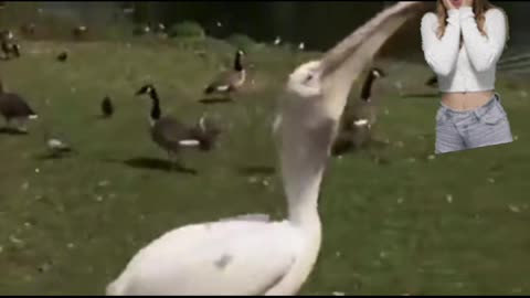 Pelican eats pigeon