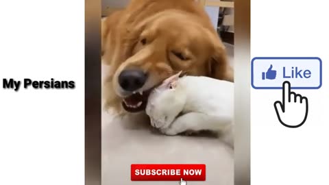 Cat playing with dog _ cat funny videos _ my Persians