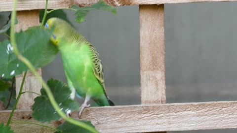 FUNNY and CUTE budgerigar Budgies parrot.