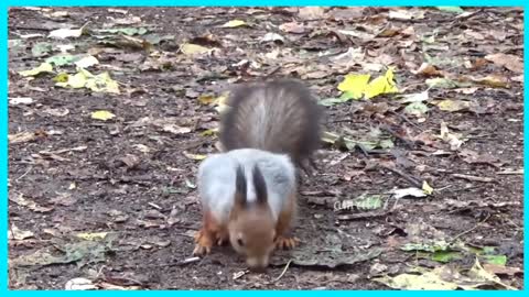 Clever Squirrel eating food