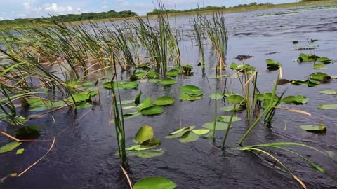 A Crocodile swimming in the lake