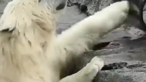 #todaywelearned polar bears are hilarious 🤣 ig zookeeperguy #polarbears