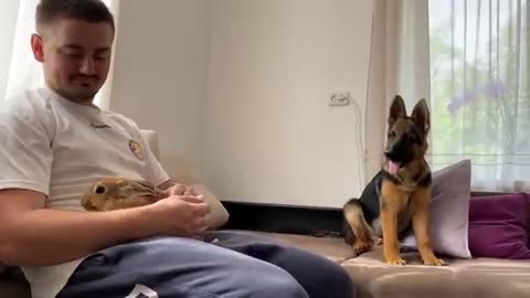 German Shepherd Puppy Meets Bunny Sam for the First Time!