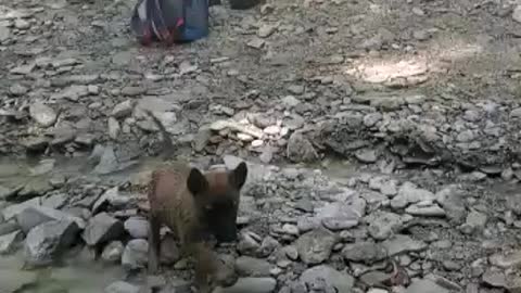 Cute 7 week old fearless puppy first time in the creek.