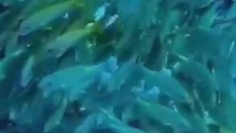 Group of Beautiful Blue-Green Fishes #shorts #viral #shortsvideo #video