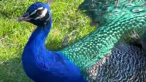 peacock funny voice