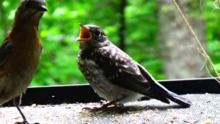 Baby Bluebirds Feeding