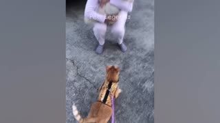 funniest dog and cat video you gotta love this