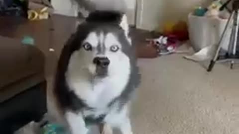 husky singing and talking funny animals videos #shorts #viral #tiktok