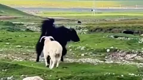 Daniel was bullied by a lamb