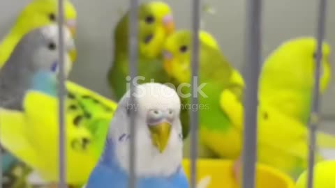 Budgies Australia's Playful Parakeets||Budgerigar Care Tips, Facts, and Information||#ParrotCare