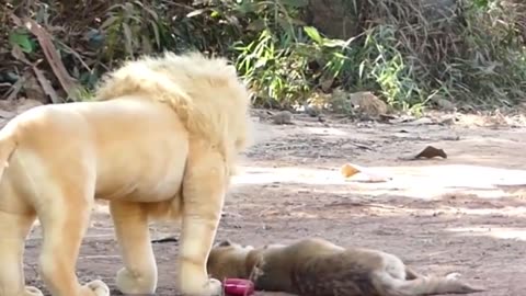 Fake Lion and Lazy Dogs Prank