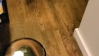 German Shepherd Tries To Get Robot Vacuum to Play Ball