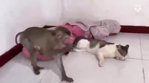 Monkey is doing prank with cut Funny