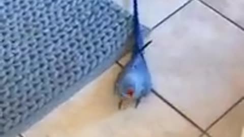 Cute Blue Parrot Angry With Me 😒😇🤣