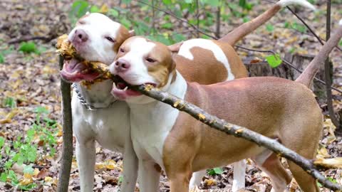 Dogs playing in the forest