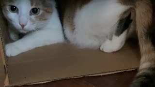 It Is My Box