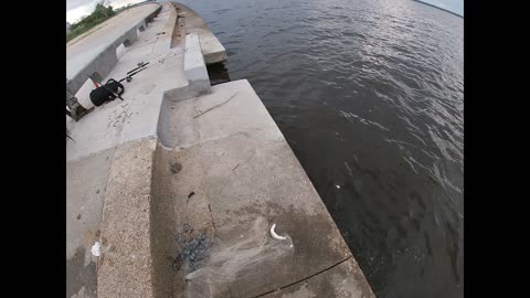 Cast netting shrimp and bait from sea wall hooking into a sand shark with cut bait