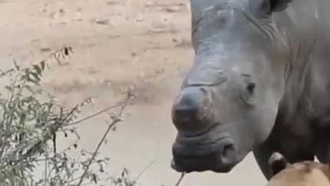 Lion attack on rino danger video