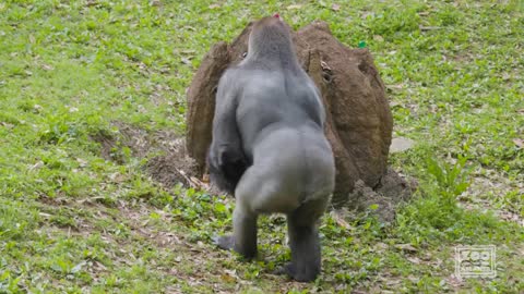 Gorilla Egg Hunts at Zoo Atlanta