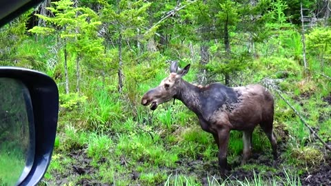 Friendly Moose