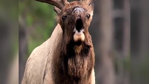 During heat, the buck calls at close range