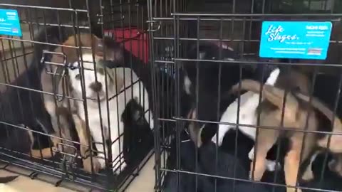 Plane FULL OF PUPPIES Up for Adoption | The Dodo LIVE*