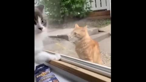 Funniest cat videos #120 - HILARIOUS!