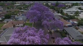 Feel the unique beauty of jacaranda blossoms in the 'kingdom of flowers