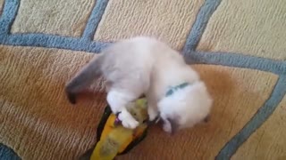 Kitten & bird playing