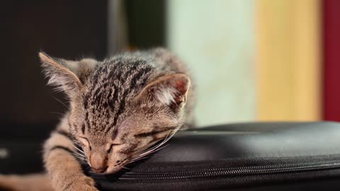 Cat Sleep Animal Sleeping Pet Cute Sweet Kitty 🌴 🌴