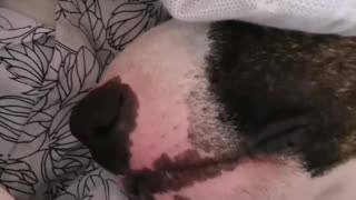 Snoring dog