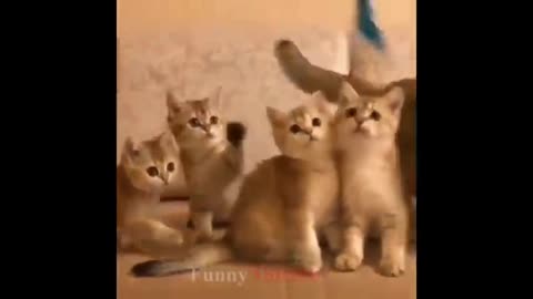Cute cats ❤️🤗