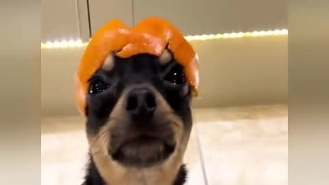 A dog in a fruit hat