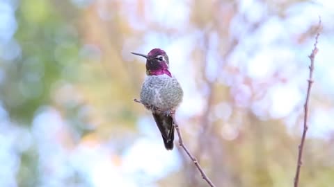 Pink Humming bird - beauty searching mate