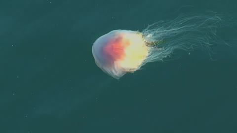 Stavanger Norway jellyfish