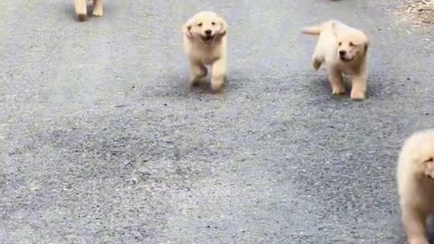 A race between cute dogs 🐕😊