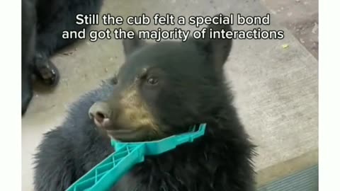 "Bear Family's Heartwarming Visit to the Woman Who Saved Them"