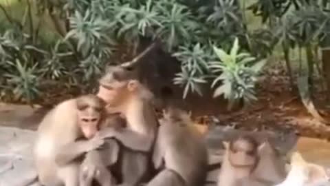 Funny talking between monkey and cat