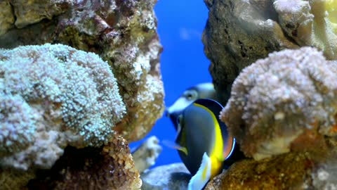 Fish swim between rocks