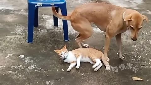 Funny animal videos|Cute animal videos |Funny dog&cat videos|Hilarious pet videos|funny video