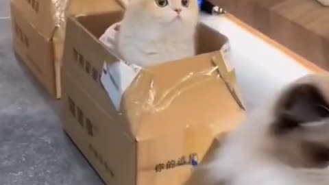 cat training
