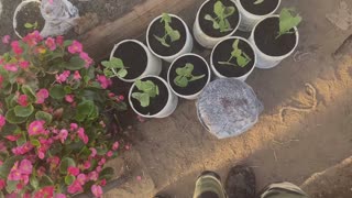 Samantha's gardening - E2 - Greenhouse update, starting some seedlings and some transplanting