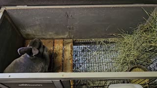 Weaning Rabbits (Kits)