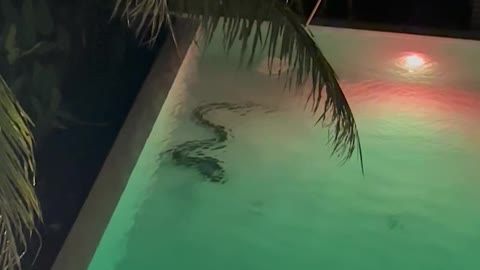 Giant Snake in the Pool