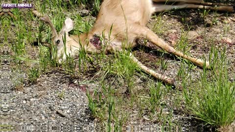 A man found a dead deer. But then the incredible happened!