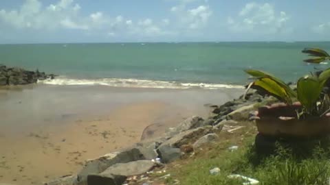 Breathtaking sea views, on a sunny day, there are plants and rocks [Nature & Animals]