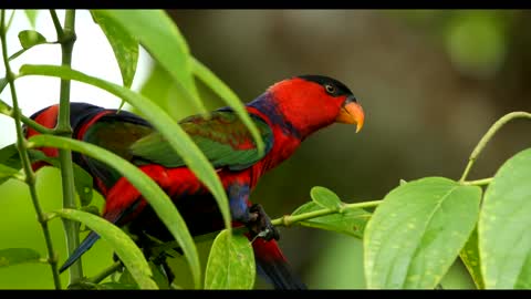 A PARADISE FOR BIRDS